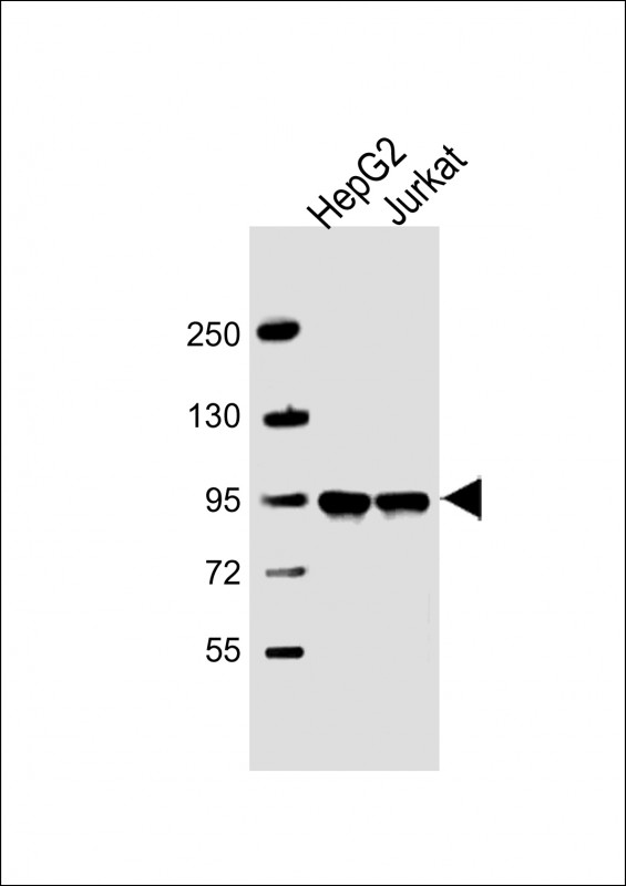 PPFIBP1 Antibody - Anti-PPFIBP1 Antibody at 1:2000 dilution Lane 1: HepG2 whole cell lysate Lane 2: Jurkat whole cell lysate Lysates/proteins at 20 µg per lane. 