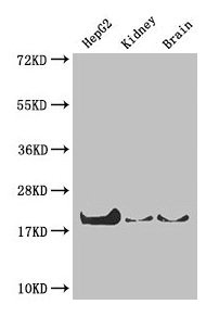 PPIA / Cyclophilin A Antibody - Western Blot Positive WB detected in: HepG2 cell, Mouse kidney, Mouse brain All lanes: PPIA antibody at 4µg/ml Secondary Goat polyclonal to rabbit IgG at 1/50000 dilution Predicted band size: 19, 12 kDa Observed band size: 19 kDa