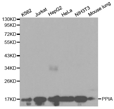 PPIA / Cyclophilin A Antibody - Western blot analysis of extracts of various cell lines, using PPIA antibody at 1:1000 dilution. The secondary antibody used was an HRP Goat Anti-Rabbit IgG (H+L) at 1:10000 dilution. Lysates were loaded 25ug per lane and 3% nonfat dry milk in TBST was used for blocking.