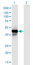 PPID / Cyclophilin D Antibody - Western Blot analysis of PPID expression in transfected 293T cell line by PPID monoclonal antibody (M01), clone 4C7.Lane 1: PPID transfected lysate (Predicted MW: 40.8 KDa).Lane 2: Non-transfected lysate.