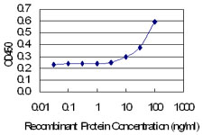 PPID / Cyclophilin D Antibody - Detection limit for recombinant GST tagged PPID is 3 ng/ml as a capture antibody.
