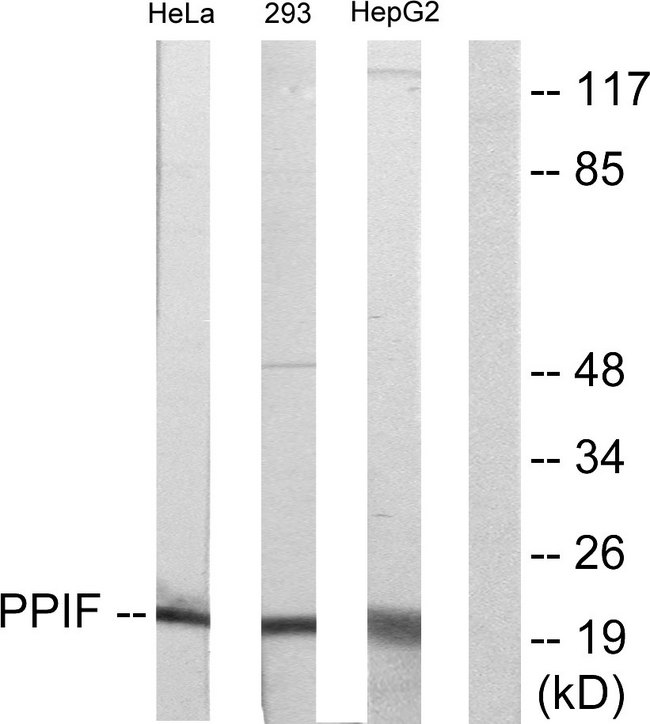 PPIF / Cyclophilin F Antibody - Western blot analysis of lysates from HepG2, HeLa, and 293 cells, using PPIF Antibody. The lane on the right is blocked with the synthesized peptide.