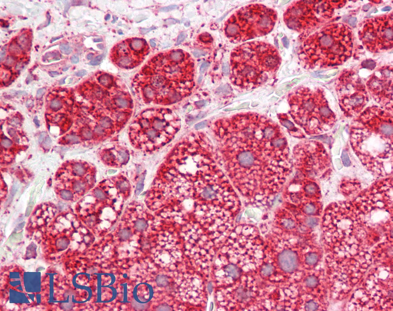 PPIF / Cyclophilin F Antibody - Anti-PPIF / Cyclophilin F antibody IHC of human adrenal. Immunohistochemistry of formalin-fixed, paraffin-embedded tissue after heat-induced antigen retrieval. Antibody dilution 1:100.