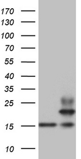 PPIF / Cyclophilin F Antibody - HEK293T cells were transfected with the pCMV6-ENTRY control. (Left lane) or pCMV6-ENTRY PPIF. (Right lane) cDNA for 48 hrs and lysed