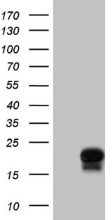 PPIF / Cyclophilin F Antibody - Western blot analysis of extracts. (35ug) from mouse heart tissue lysate by using anti-PPIF monoclonal antibody. (1:500)