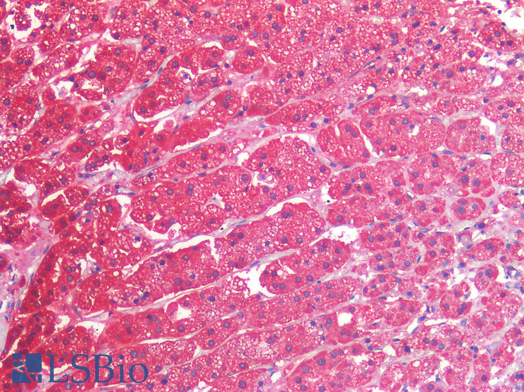 PPIF / Cyclophilin F Antibody - Human Adrenal: Formalin-Fixed, Paraffin-Embedded (FFPE)