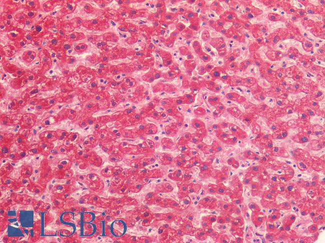 PPIF / Cyclophilin F Antibody - Human Liver: Formalin-Fixed, Paraffin-Embedded (FFPE)