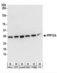 PPP1CA / PP1-Alpha Antibody - Detection of Human and Mouse PPP1CA by Western Blot. Samples: Whole cell lysate (50 ug) from HeLa, 293T, Jurkat, K562, mouse TCMK-1, and mouse NIH3T3 cells. Antibodies: Affinity purified rabbit anti-PPP1CA antibody used for WB at 0.4 ug/ml. Detection: Chemiluminescence with an exposure time of 30 seconds.