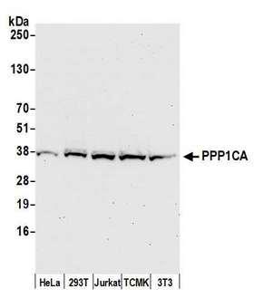 PPP1CA / PP1-Alpha Antibody - Detection of human and mouse PPP1CA by western blot. Samples: Whole cell lysate (50 µg) from HeLa, HEK293T, Jurkat, mouse TCMK-1, and mouse NIH 3T3 cells prepared using NETN lysis buffer. Antibody: Affinity purified rabbit anti-PPP1CA antibody used for WB at 0.1 µg/ml. Detection: Chemiluminescence with an exposure time of 30 seconds.