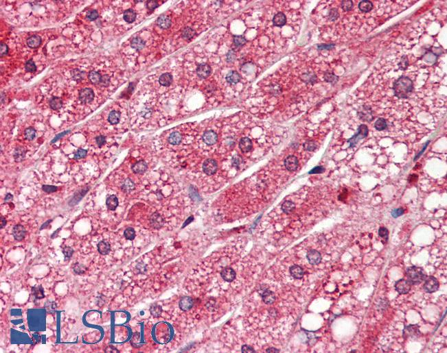 PPP1CA / PP1-Alpha Antibody - Anti-PPP1CA antibody IHC of human adrenal. Immunohistochemistry of formalin-fixed, paraffin-embedded tissue after heat-induced antigen retrieval. Antibody concentration 5 ug/ml.