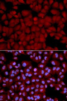 PPP1CB Antibody - Immunofluorescence analysis of U2OS cells using PPP1CB antibody. Blue: DAPI for nuclear staining.