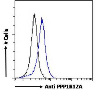 PPP1R12A / MYPT1 Antibody - PPP1R12A / MYPT1 antibody flow cytometric analysis of paraformaldehyde fixed HEK293 cells (blue line), permeabilized with 0.5% Triton. Primary incubation 1hr (10ug/ml) followed by Alexa Fluor 488 secondary antibody (0.4ug/ml). IgG control: Unimmunized goat IgG (black line) followed by Alexa Fluor 488 secondary antibody.