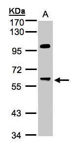 PPP1R16A Antibody - Sample (30 ug whole cell lysate). A: Hep G2 . 7.5% SDS PAGE. PPP1R16A antibody diluted at 1:1000