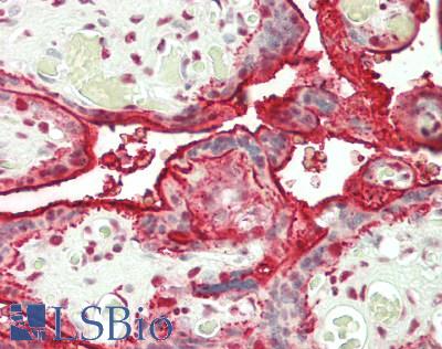 PPP1R1B / DARPP-32 Antibody - Human Placenta: Formalin-Fixed, Paraffin-Embedded (FFPE)