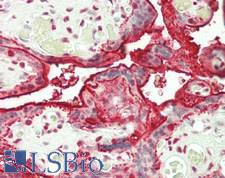 PPP1R1B / DARPP-32 Antibody - Human Placenta: Formalin-Fixed, Paraffin-Embedded (FFPE)