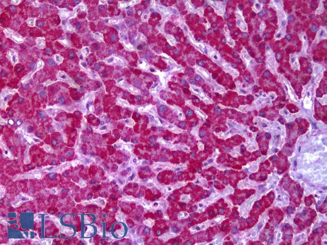 PPP2R1A Antibody - Anti-PPP2R1A antibody IHC of human liver. Immunohistochemistry of formalin-fixed, paraffin-embedded tissue after heat-induced antigen retrieval. Antibody concentration 5 ug/ml.