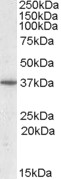 PPP2R4 Antibody - Antibody (0.5 ug/ml) staining of Human Liver lysate (35 ug protein in RIPA buffer). Primary incubation was 1 hour. Detected by chemiluminescence.
