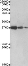 PPP2R4 Antibody - PPP2R4 / PP2A antibody (0.5µg/ml) staining of Human Liver lysate (lane 1), Mouse Liver (lane 2) and Rat Liver (lane 3) (35µg protein in RIPA buffer). Detected by chemiluminescence.