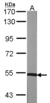 PPP3CB Antibody - Sample (30 ug of whole cell lysate). A: NIH-3T3. 7.5% SDS PAGE. PPP3CB antibody diluted at 1:1000.