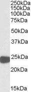 PRDX1 / Peroxiredoxin 1 Antibody - Antibody (0.01 ug/ml) staining of HepG2 lysate (35 ug protein in RIPA buffer). Primary incubation was 1 hour. Detected by chemiluminescence.