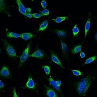 PRDX1 / Peroxiredoxin 1 Antibody - Immunofluorescent analysis of Peroxiredoxin 1 staining in HeLa cells. Formalin-fixed cells were permeabilized with 0.1% Triton X-100 in TBS for 5-10 minutes and blocked with 3% BSA-PBS for 30 minutes at room temperature. Cells were probed with the primary antibody in 3% BSA-PBS and incubated overnight at 4 deg C in a humidified chamber. Cells were washed with PBST and incubated with a FITC-conjugated secondary antibody (green) in PBS at room temperature in the dark. DAPI was used to stain the cell nuclei (blue).