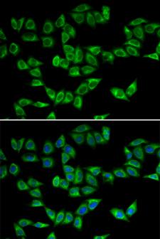PRDX5 / Peroxiredoxin 5 Antibody - Immunofluorescence analysis of U2OS cells.