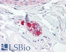 PRDX5 / Peroxiredoxin 5 Antibody - Anti-PRDX5 / Peroxiredoxin 5 antibody IHC of human colon, submucosal plexus. Immunohistochemistry of formalin-fixed, paraffin-embedded tissue after heat-induced antigen retrieval. Antibody dilution 1:200.