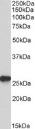 PRDX6 / Peroxiredoxin 6 Antibody - Goat Anti-peroxiredoxin 6 Antibody (0.1µg/ml) staining of Mouse Liver lysate (35µg protein in RIPA buffer). Primary incubation was 1 hour. Detected by chemiluminescencence.
