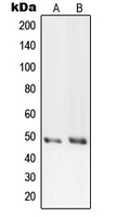 PRIM1 Antibody - Western blot analysis of PRIM1 expression in HeLa (A); Raw264.7 (B) whole cell lysates.
