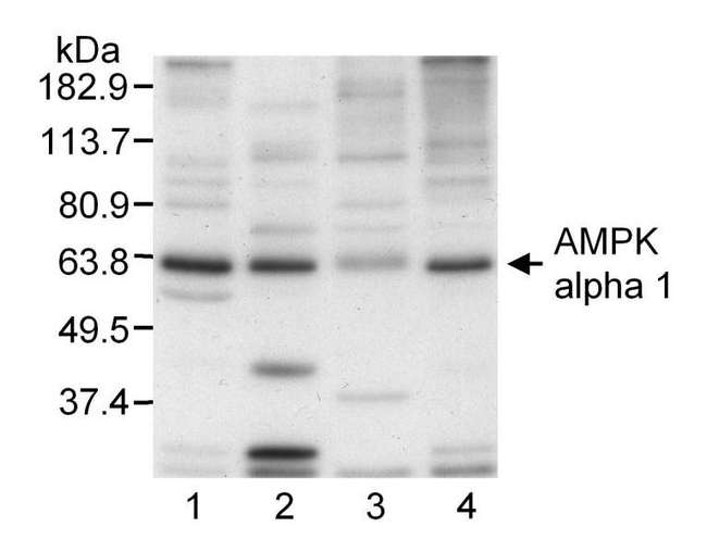 PRKAA1 / AMPK Alpha 1 Antibody - Detection of Human, Rat, and Bovine AMPK alpha 1 by Western Blot. Samples: Extracts from 1. bovine aortic endothelial cells, 2. rat aortic smooth muscle cells, 3. HepG2 cells, or 4. human aortic endothelial cells. Antibody: Affinity purified rabbit anti-AMPK alpha 1 used at 2 ug/ml. Detection: Chemiluminescence.