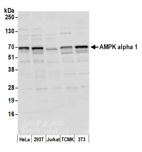 PRKAA1 / AMPK Alpha 1 Antibody - Detection of human and mouse AMPK alpha 1 by western blot. Samples: Whole cell lysate (15 µg) from HeLa, HEK293T, Jurkat, mouse TCMK-1, and mouse NIH 3T3 cells prepared using NETN lysis buffer. Antibody: Affinity purified rabbit anti-AMPK alpha 1 antibody used for WB at 0.1 µg/ml. Detection: Chemiluminescence with an exposure time of 3 seconds.