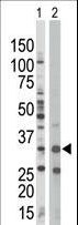 PRKAB1 / AMPK Beta 1 Antibody - The anti-PRKAB1 antibody is used in Western blot to detect PRKAB1 in Jurkat cell lysate (Lane 1) and mouse spleen tissue lysate (Lane 2).