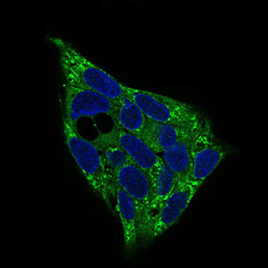 PRKAG1 / AMPK Gamma 1 Antibody - Immunofluorescence of HepG2 cells using PRKAG1 mouse monoclonal antibody (green). Blue: DRAQ5 fluorescent DNA dye. Secondary antibody from Fisher (Cat#: 35503)