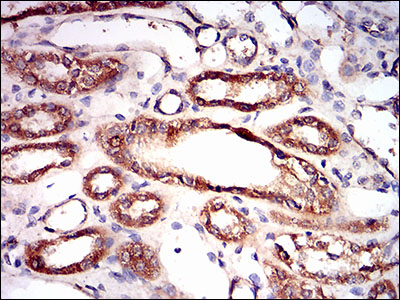 PRKAG1 / AMPK Gamma 1 Antibody - IHC of paraffin-embedded kidney tissues using PRKAG1 mouse monoclonal antibody with DAB staining.