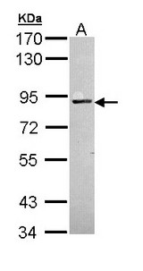 PRKCA / PKC-Alpha Antibody - Sample (30 ug of whole cell lysate). A: H1299. 7.5% SDS PAGE. PKC Alpha antibody diluted at 1:1000.