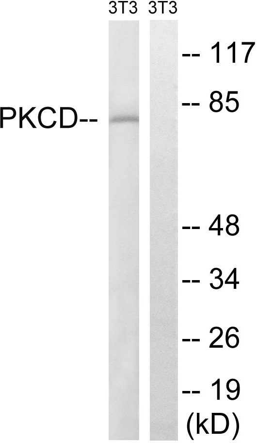 PRKCD / PKC-Delta Antibody - Western blot analysis of lysates from NIH/3T3 cells, treated with EGF 200ng/ml 30', using PKCD Antibody. The lane on the right is blocked with the synthesized peptide.