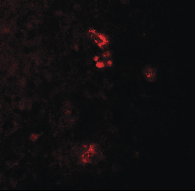 PRKCDBP / CAVIN3 Antibody - Immunofluorescence of PRKCDBP in human spleen tissue with PRKCDBP antibody at 20 ug/ml.