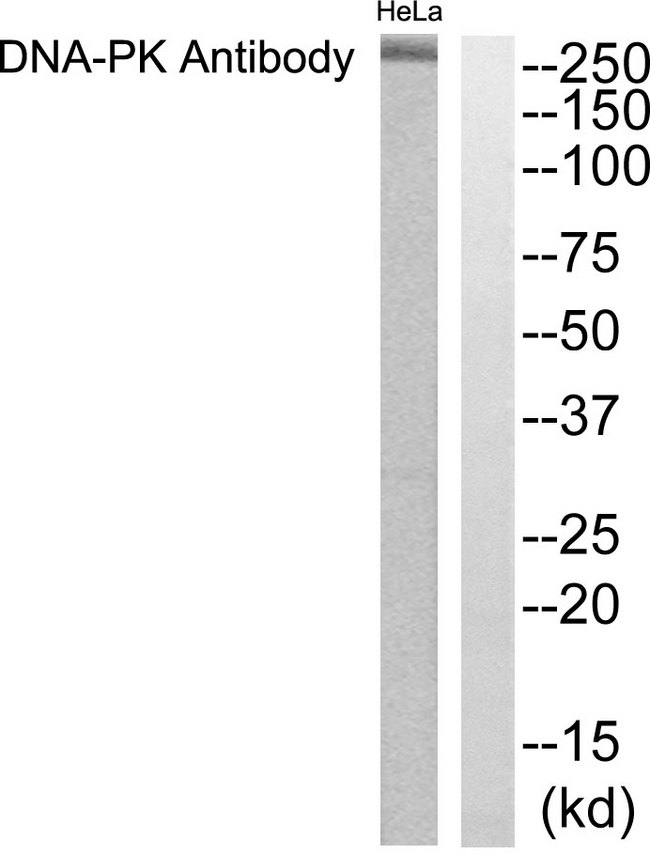 PRKDC / DNA-PKcs Antibody - Western blot analysis of lysates from HeLa cells, using DNA-PK Antibody. The lane on the right is blocked with the synthesized peptide.