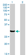 PRKRA / PACT Antibody - Western blot of PRKRA expression in transfected 293T cell line by PRKRA monoclonal antibody, clone 1B9-1A7.