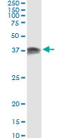 PRKRA / PACT Antibody - Immunoprecipitation of PRKRA transfected lysate using anti-PRKRA monoclonal antibody and Protein A Magnetic Bead.