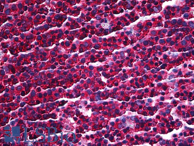 PRKRA / PACT Antibody - Anti-PRKRA / PACT antibody IHC of human tonsil. Immunohistochemistry of formalin-fixed, paraffin-embedded tissue after heat-induced antigen retrieval. Antibody concentration 2.5 ug/ml.
