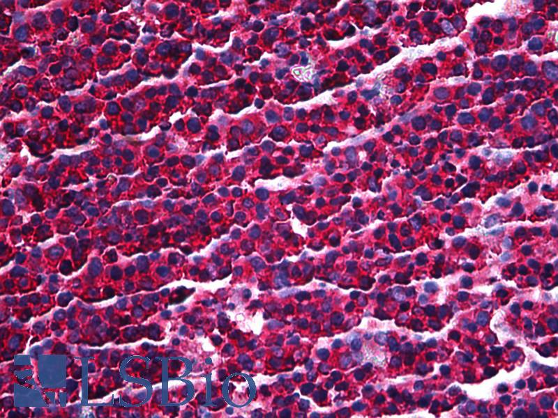 PRKRA / PACT Antibody - Anti-PRKRA / PACT antibody IHC of human tonsil. Immunohistochemistry of formalin-fixed, paraffin-embedded tissue after heat-induced antigen retrieval. Antibody concentration 2.5 ug/ml.