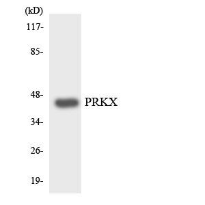 PRKX Antibody - Western blot analysis of the lysates from HepG2 cells using PRKX antibody.
