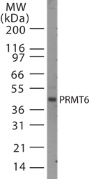 PRMT6 Antibody - Western blot of PRMT6 in cell lysates from HeLa cells using antibody at 1:500 dilution. Twenty microgram of HeLa cell lysate was loaded per well of a mini gel.