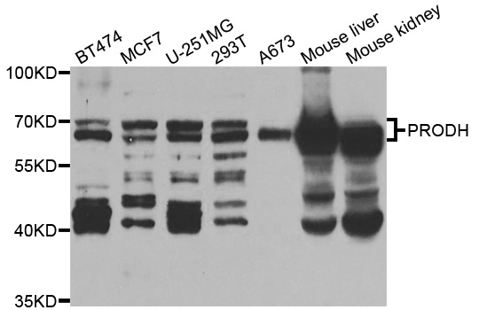PRODH Antibody - Western blot analysis of extracts of various cell lines, using PRODH antibody.