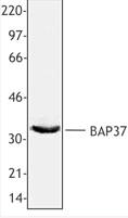 Prohibitin 2 / PHB2 Antibody - MCF-7 whole cell extract was resolved by electrophoresis, transferred to nitrocellulose and probed with rabbit anti-BAP37 antibody. Proteins were visualized using a donkey anti-rabbit secondary conjugated to HRP and a chemiluminescence detection system.