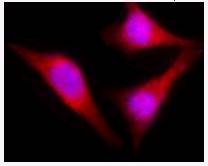Prohibitin 2 / PHB2 Antibody - Immunofluorescent microscope analysis of Hela cells using anti-BAP37 polyclonal antibody (red). Nuclei were stain with DAPI (blue).