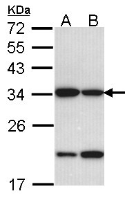 Prohibitin 2 / PHB2 Antibody - Sample (30 ug of whole cell lysate). A: H1299, B: Hela. 10% SDS PAGE. Prohibitin 2 / PHB2 antibody diluted at 1:1000.