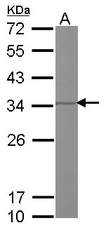 Prohibitin 2 / PHB2 Antibody - Sample (50 ug of whole cell lysate). A: Mouse brain. 12% SDS PAGE. Prohibitin 2 / PHB2 antibody diluted at 1:1000.