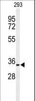 Prohibitin 2 / PHB2 Antibody - Western blot of PHB2-Y128 in 293 cell line lysates (35 ug/lane). PHB2 (arrow) was detected using the purified antibody.